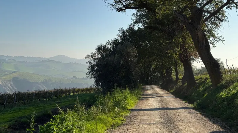 Camminare a piedi nudi tra i filari: il rimedio antico contro lo stress moderno che funziona davvero