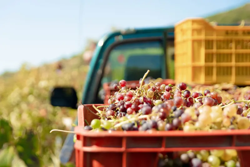 Dal campo al piatto senza intermediari: la nuova filosofia degli agriturismi del Collio