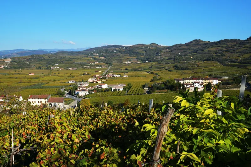 Ponca, argille e microclima: cosa racconta davvero il suolo del Collio nel bicchiere