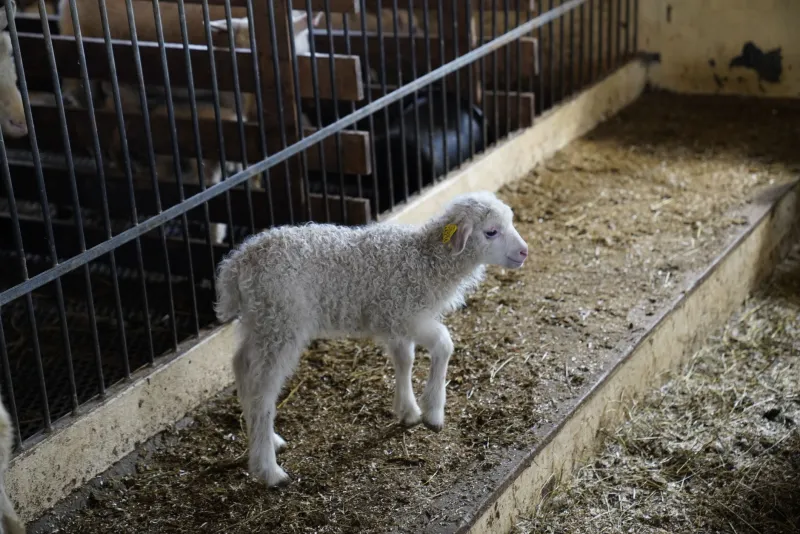 Mucche friulane e pecore carniche: gli animali rari che stanno tornando a casa nel Collio