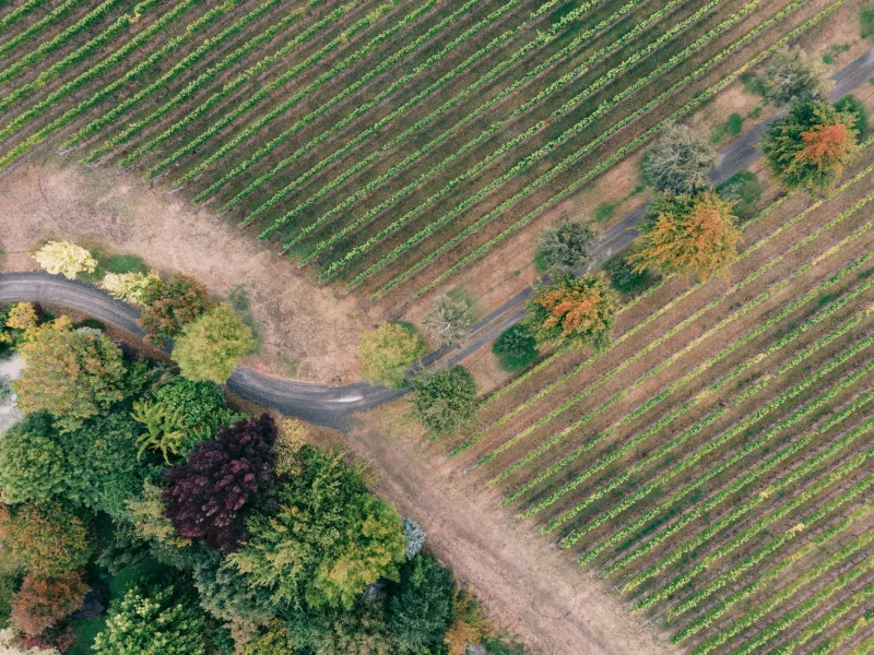 Ho piantato il vitigno sbagliato e ve lo dico: il Collio che si assume le sue colpe
